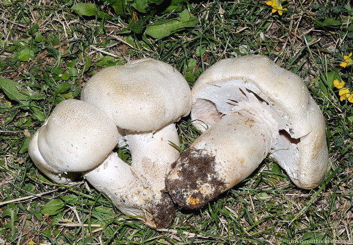 Agaricus a crescita cespitosa